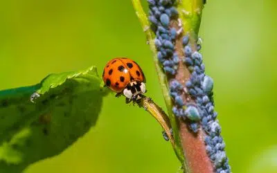 Coccinelle au potager