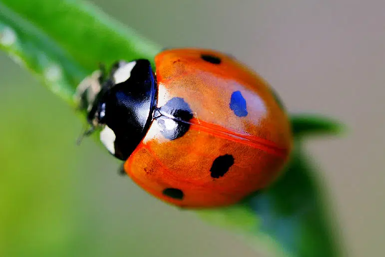 Coccinella septempunctata