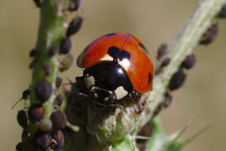 Pourquoi la coccinelle estelle utile au jardin potager