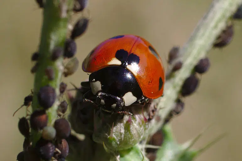 La coccinelle peut dévorer jusqu'à 100 pucerons par jour