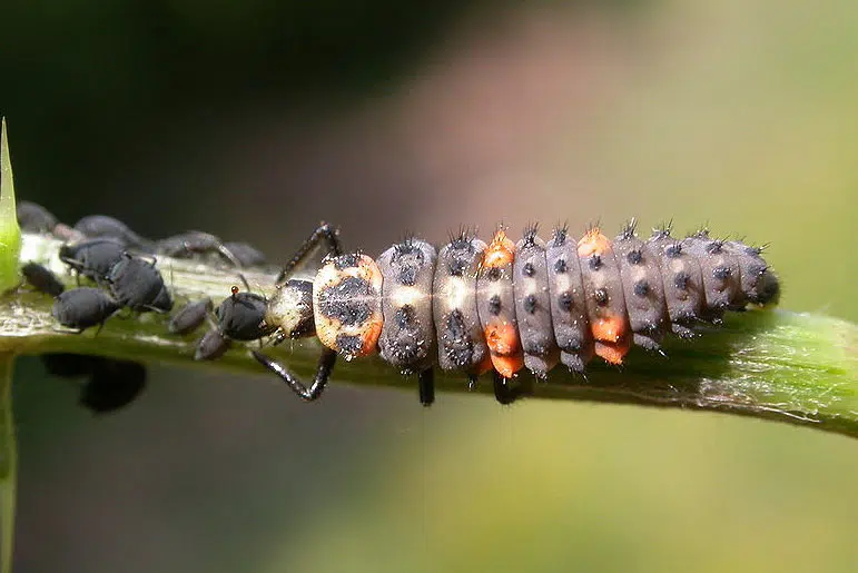 Larve de coccinelle