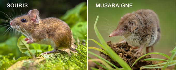 Différence entre une souris et une musaraigne