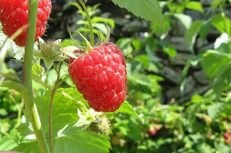 Framboise du jardin