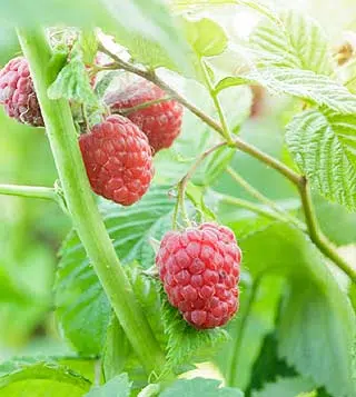 Belles framboises du jardin