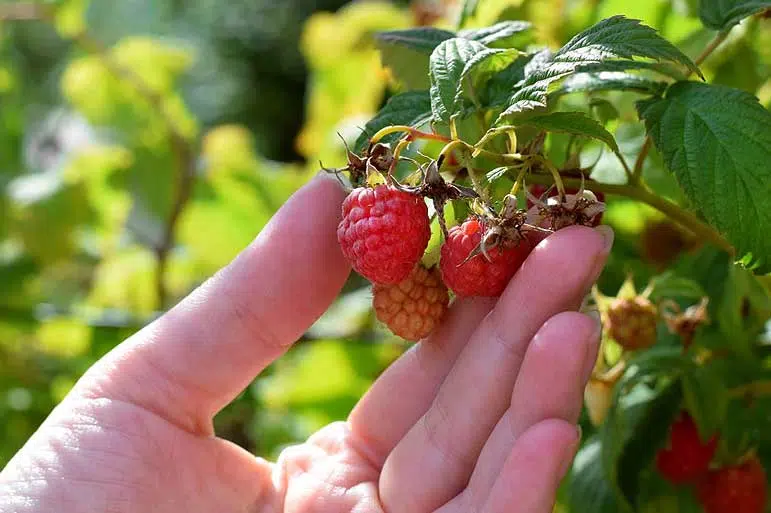 Framboise prêtes à être récoltées