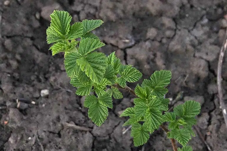 Jeune framboisier vert