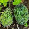 faire pousser le Kiwano