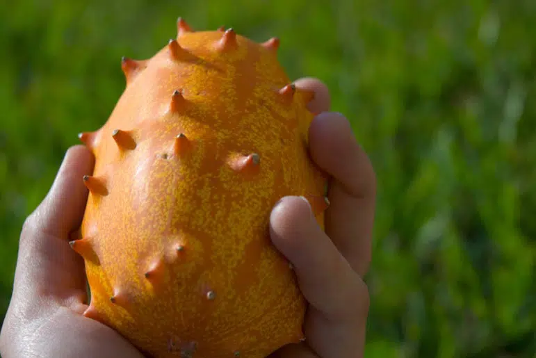 Kiwano arrivé à maturité