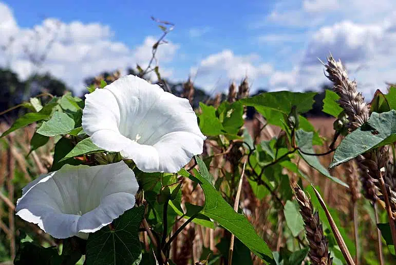 le liseron des champs (convolvulus arventis)