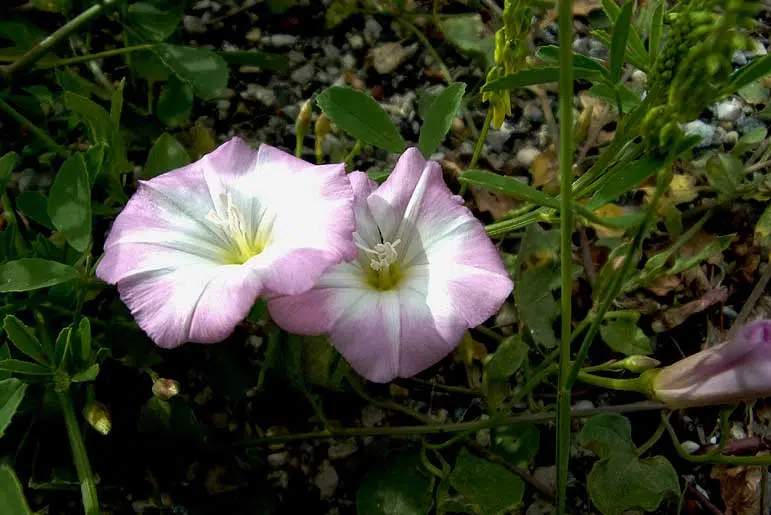 Liseron dans le jardin