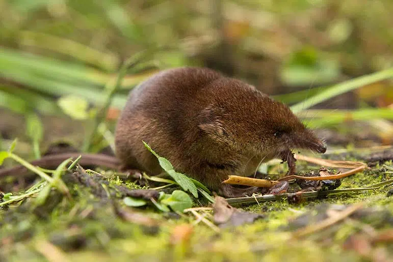 La musaraigne carrelet (Sorex areneus)La musaraigne carrelet (Sorex areneus)