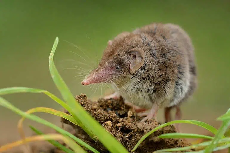 La musaraigne des jardins (Crocidura suaveolens)