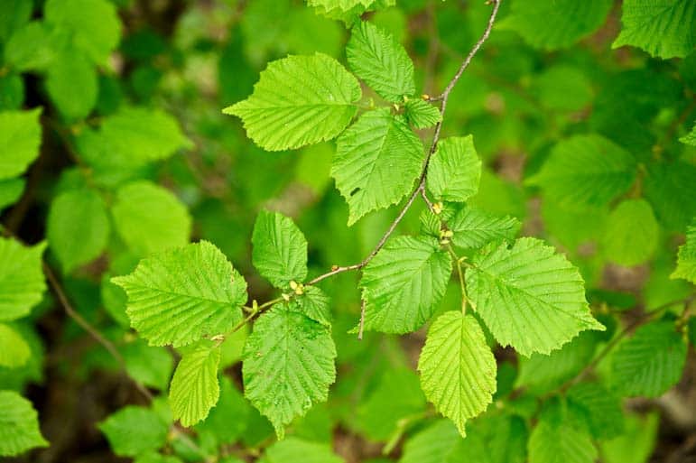 Feuillage bien vert d'un noisetier