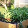 potager à l’ombre