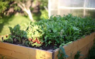 potager à l’ombre