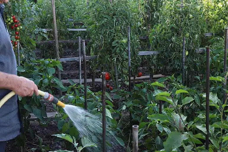 Arrosage du potager à l'ombre