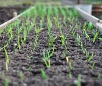 planification du potager