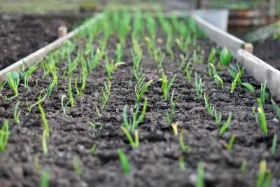 planification du potager