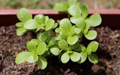 pourpier au potager