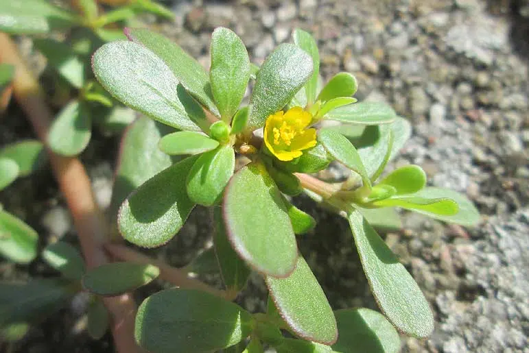 Pourpier portulaca oleracea en fleur