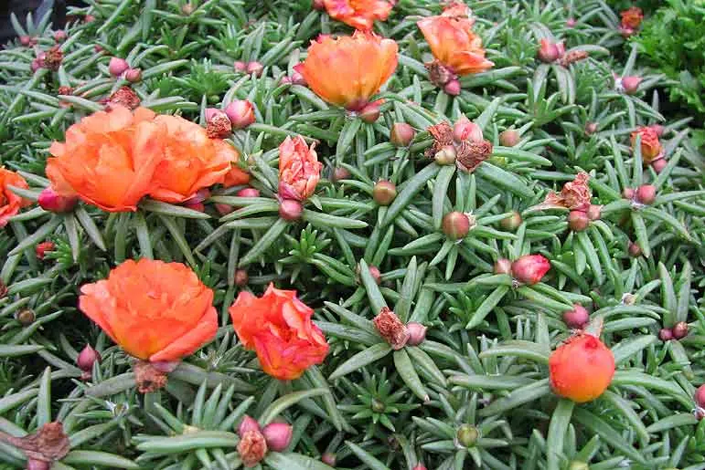 Portulaca grandiflora Margarita (pourprier à grandes fleurs)