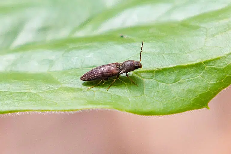 Taupin "Agriotes Sputator" 