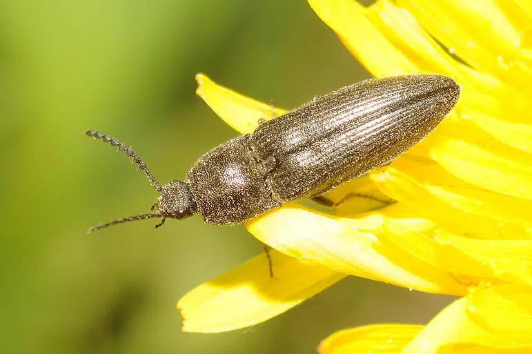 Taupin des moissons "Agriotes lineatus"