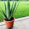 cultiver l'aloe vera
