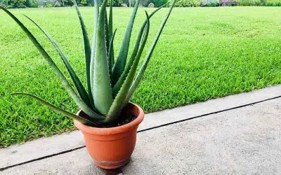 cultiver l'aloe vera