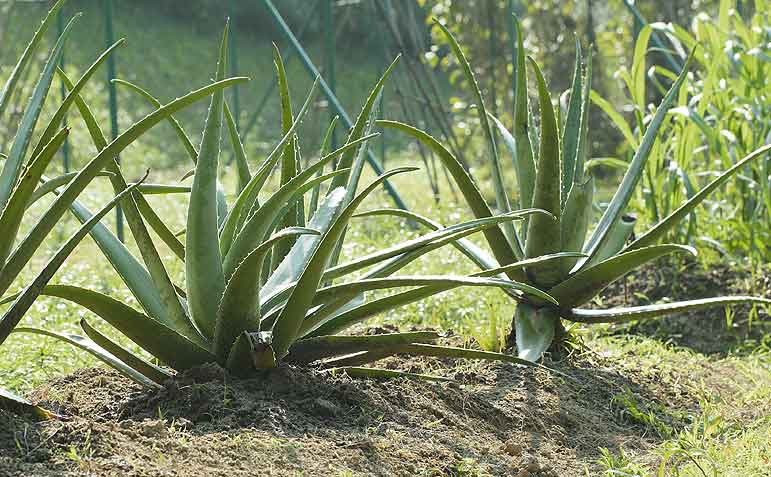 Aloe vera cultivé en pleine terre