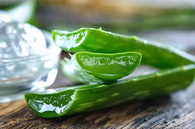 Gel d'aloe vera prêt à être récolter