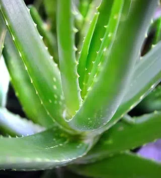 Plante d'aloe vera