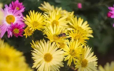 fleurs pour protéger le potager