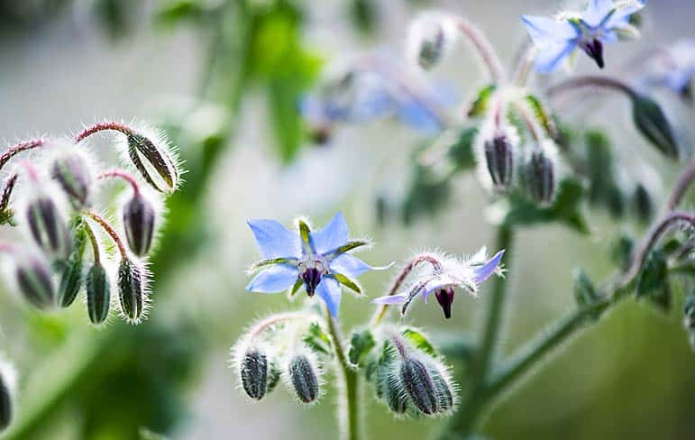 Quelles fleurs choisir pour protéger le jardin potager ?