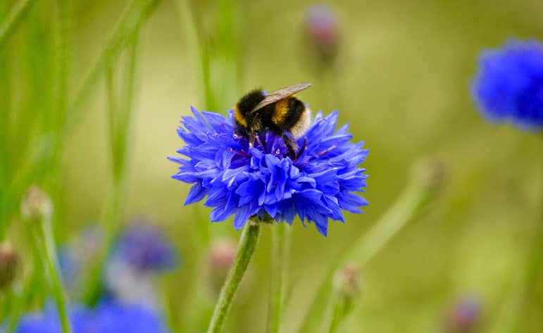 Quelles fleurs choisir pour protéger le jardin potager ?