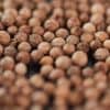 choisir ses graines pour le potager