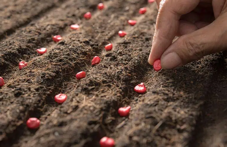 Sélectionnez attentivement vos graines avant de les semer