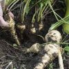 légumes anciens et oubliés