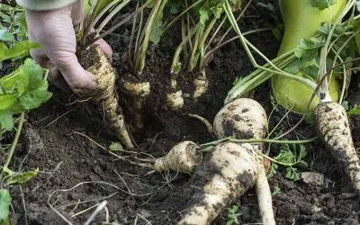 légumes anciens et oubliés