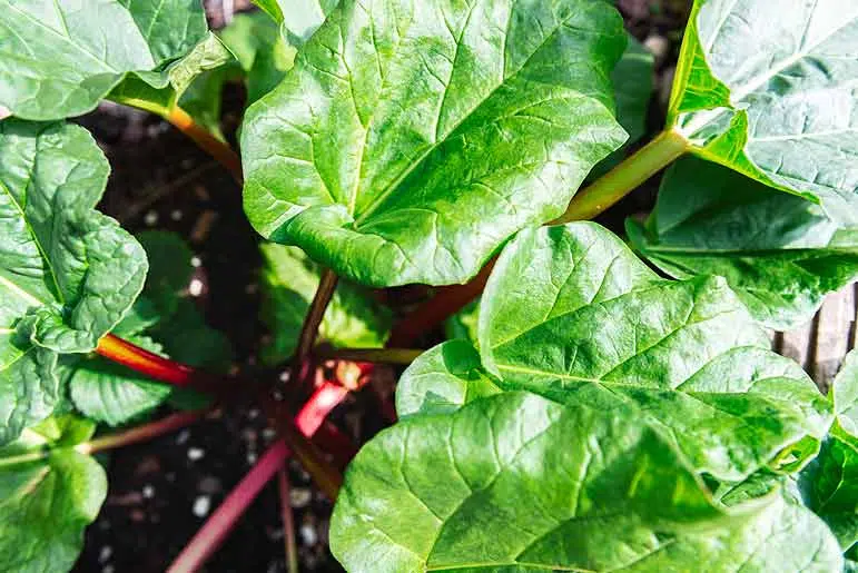 Gros plan sur des feuilles de rhubarbe