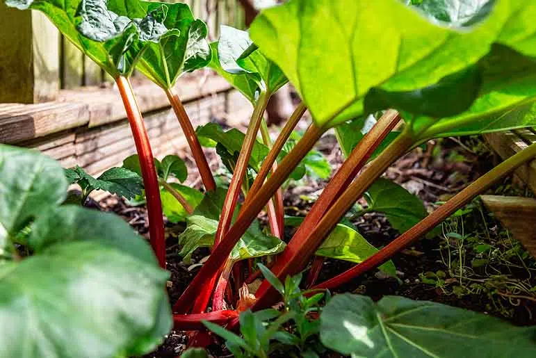 Les rhubarbes les plus rouges sont les plus sucrées.