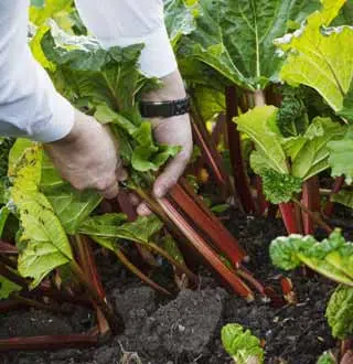 Rhubarbe au potager