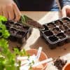 semis au potager en février