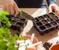 semis au potager en février