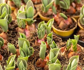 Bulbes de tulipes en croissance