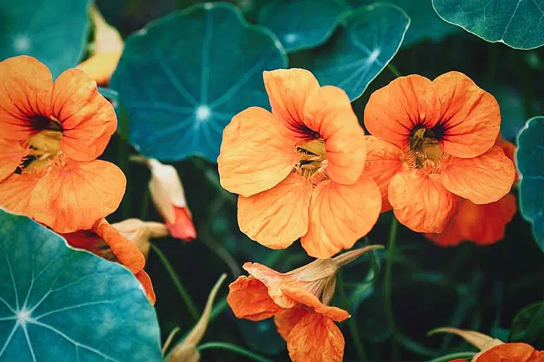 Fleurs de capucine au jardin