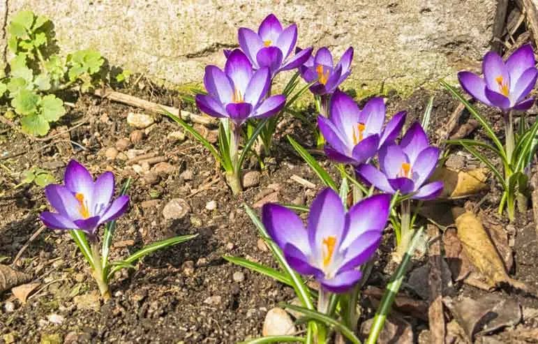 Crocus de safran en fleurs