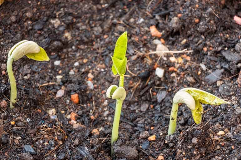 Fertilisation du potager avec du compost