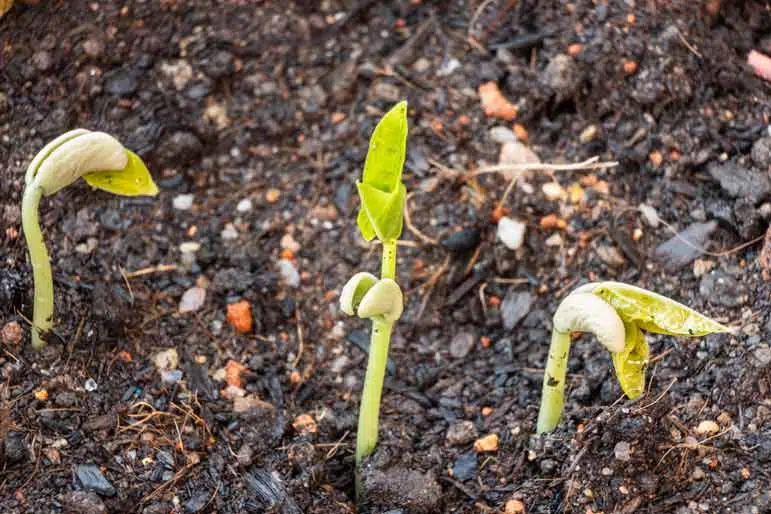 Fertilisation du potager avec du compost