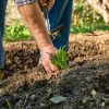 préparation du potager au printemps